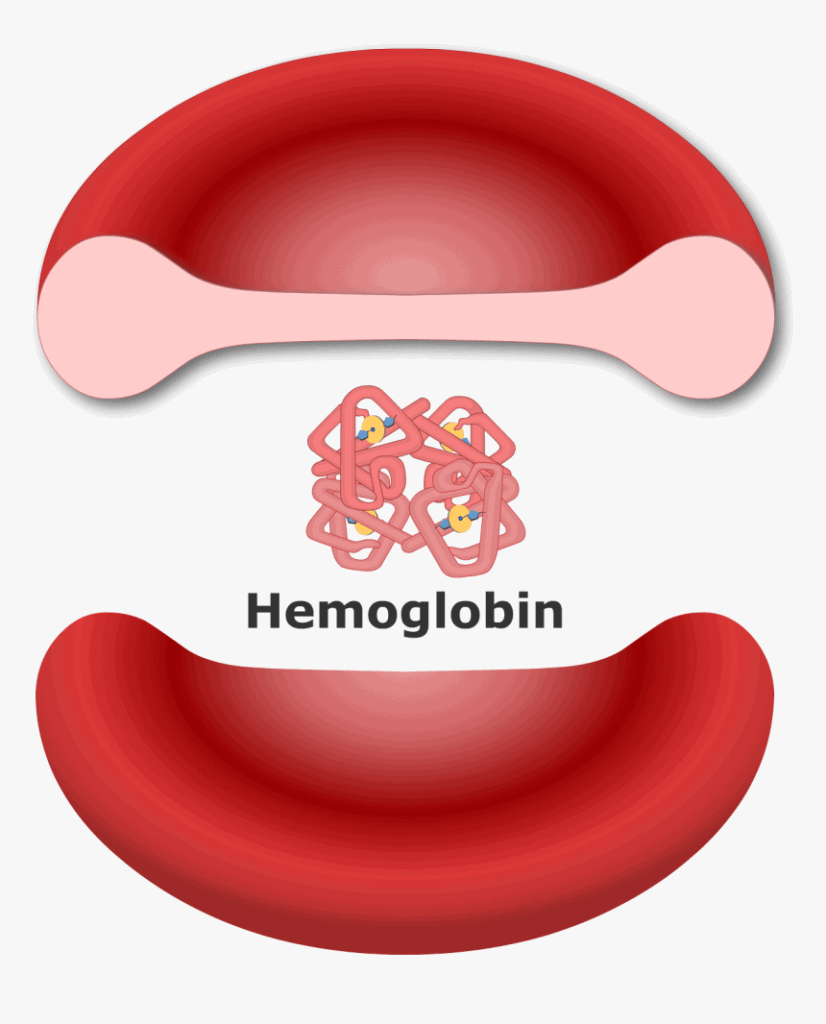 Hemoglobin Hemoglobin
